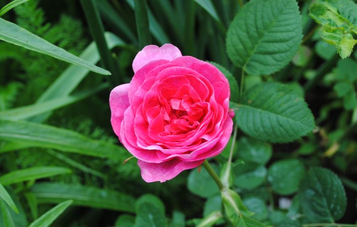England s Rose - 2016 trandafiri -I