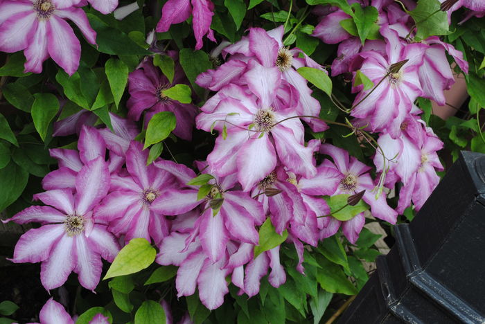 clematis Betty Risdon