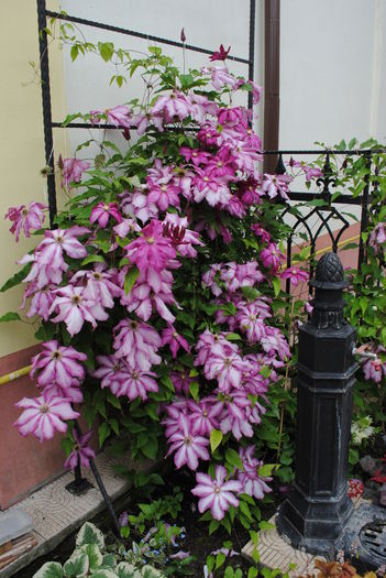 clematis Betty Risdon - 2016 clematite