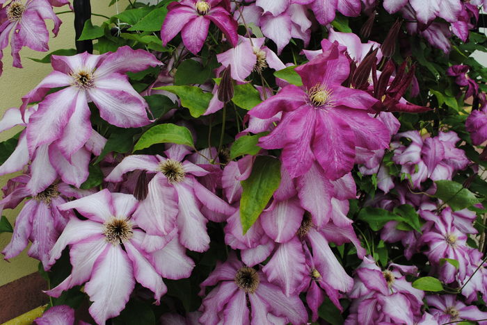 clematis Betty Risdon - 2016 clematite