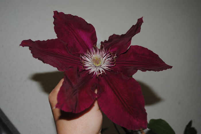 clematis Rebecca, cump din nou..