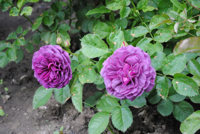 Minerva - 2016 plantele mele II