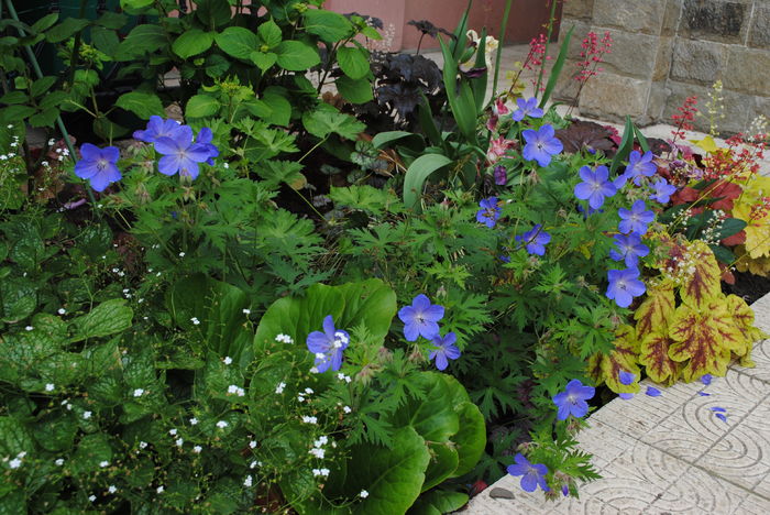 geranium johnsons-blue