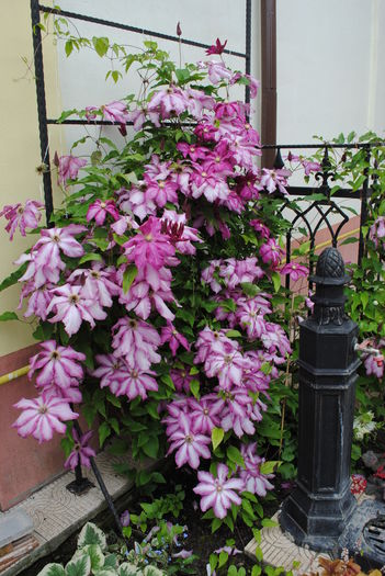 clematis Betty Risdon