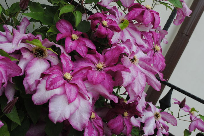 clematis Betty Risdon