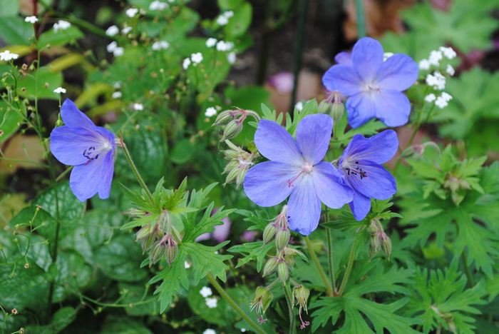 geranium johnsons-blue