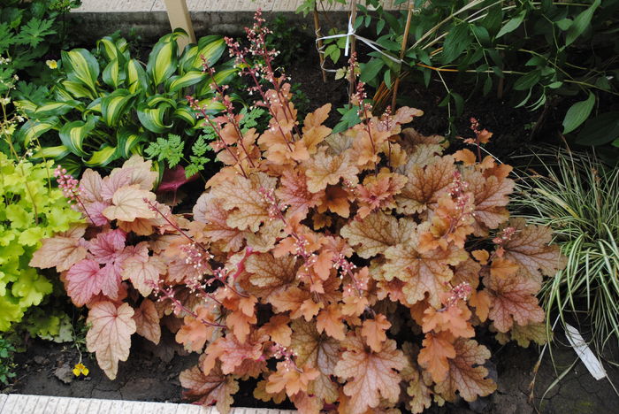 heuchera ginger peach