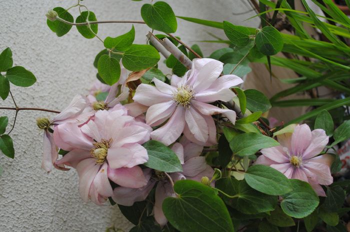 clematis Little Mermaid - 2016 plantele mele II