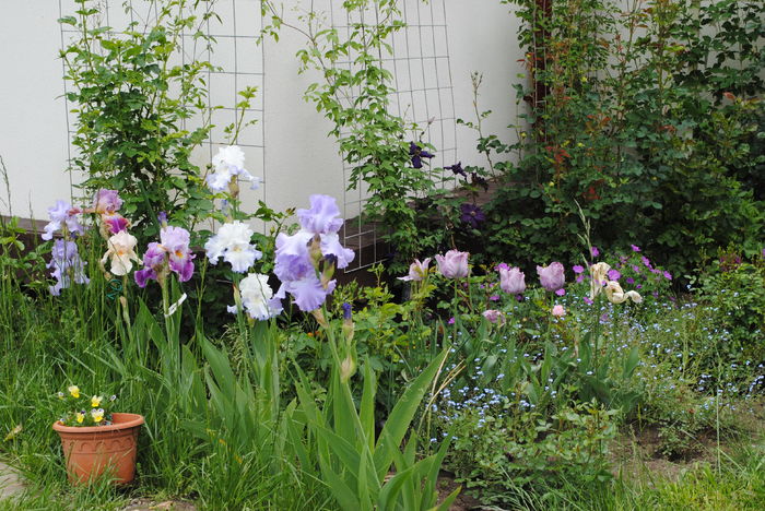 12 mai - 2016 gradina mea