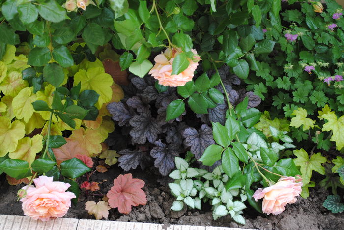 12 mai - 2016 gradina mea