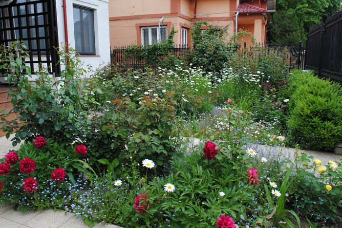 12 mai - 2016 gradina mea