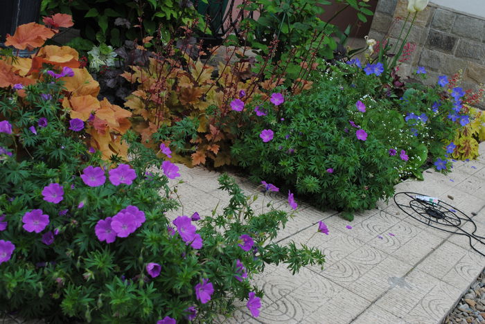 12 mai - 2016 gradina mea