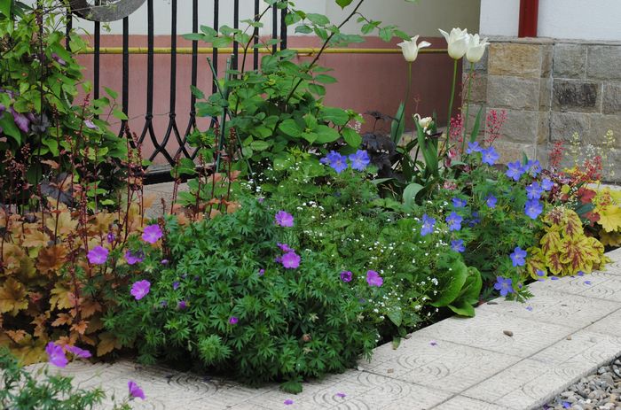 12 mai - 2016 gradina mea