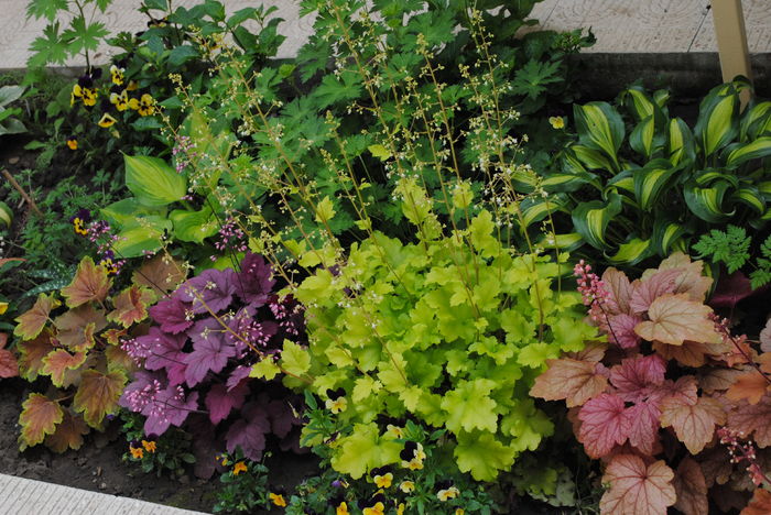 12 mai - 2016 gradina mea