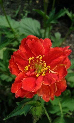 Geum Blazing Sunset