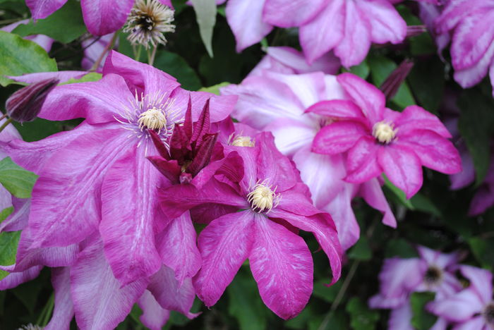 clematis Betty Risdon