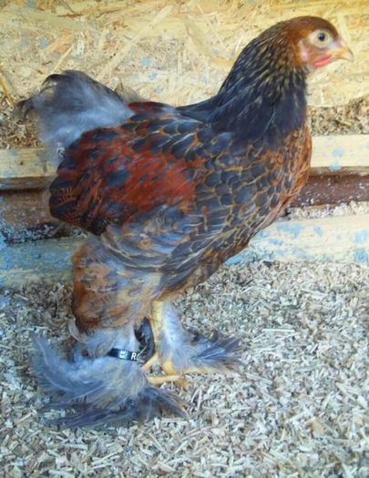 C potarnichiu albastru