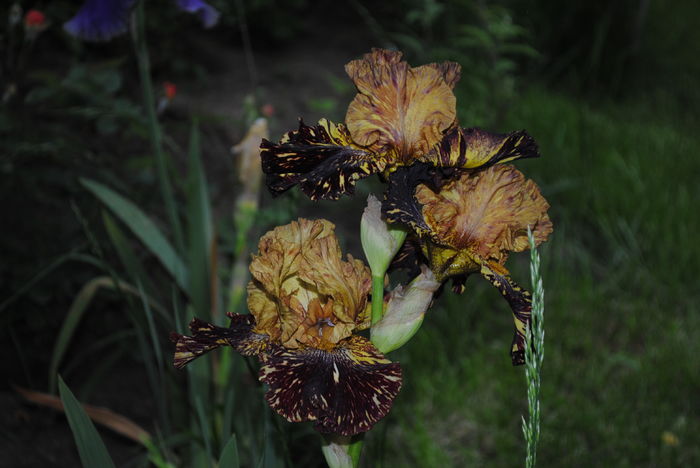 Spiced Tiger - 2016 plantele mele II