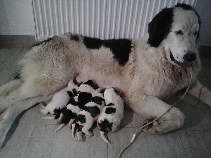 Fiona de Valea Rece - Gospodaria