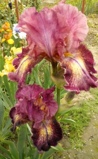 13161815_946789042134257_5409604471596551740_o