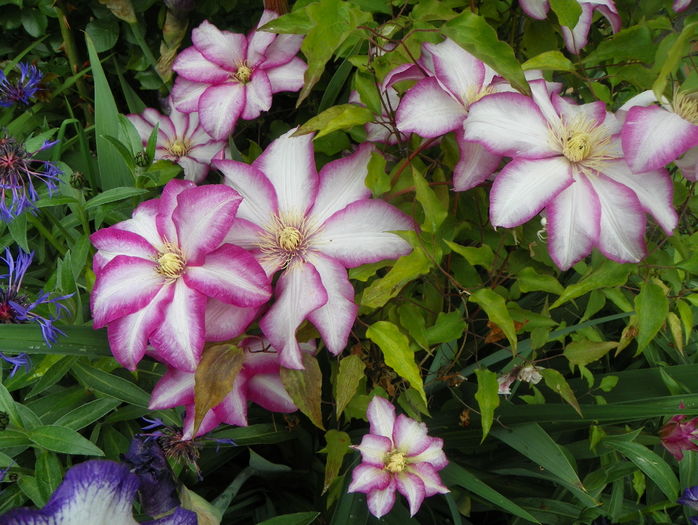 Betty Risdon
