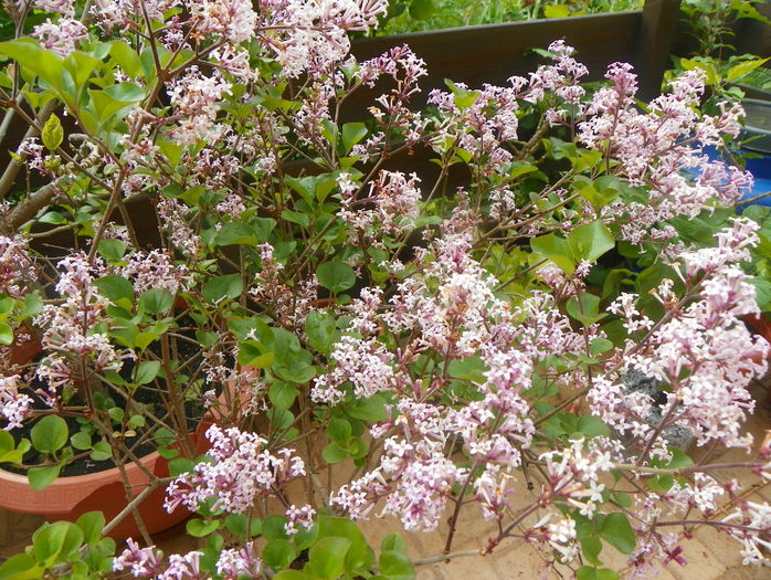 liliac Palibin - Copacei si arbusti 2016