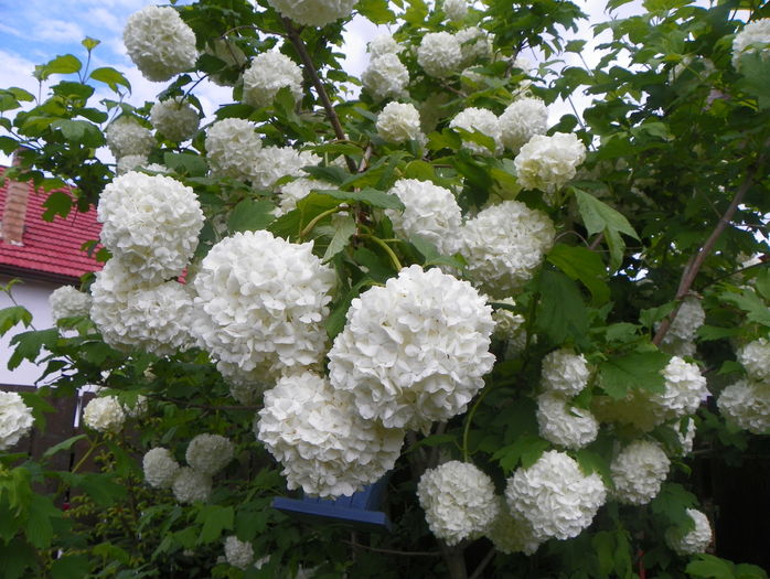 viburnum opulus roseum - Copacei si arbusti 2016