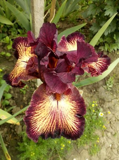 13173561_946972128782615_7215289986012381221_o