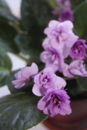 IMG_6885 - 2016 violete