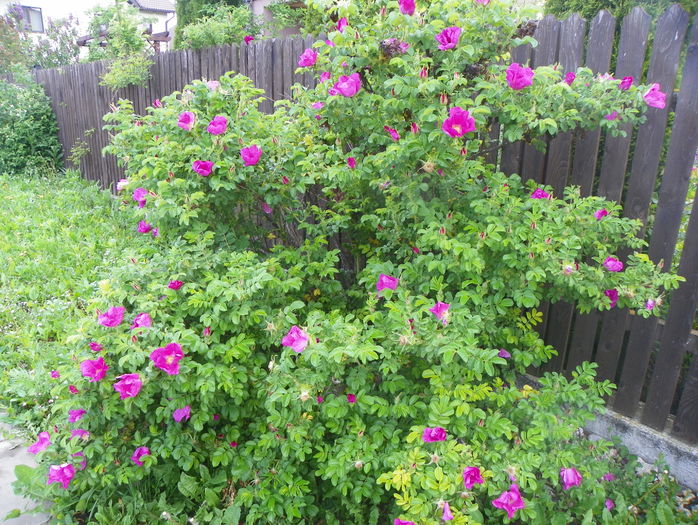 rosa rugosa - Trandafiri 2016 - 1