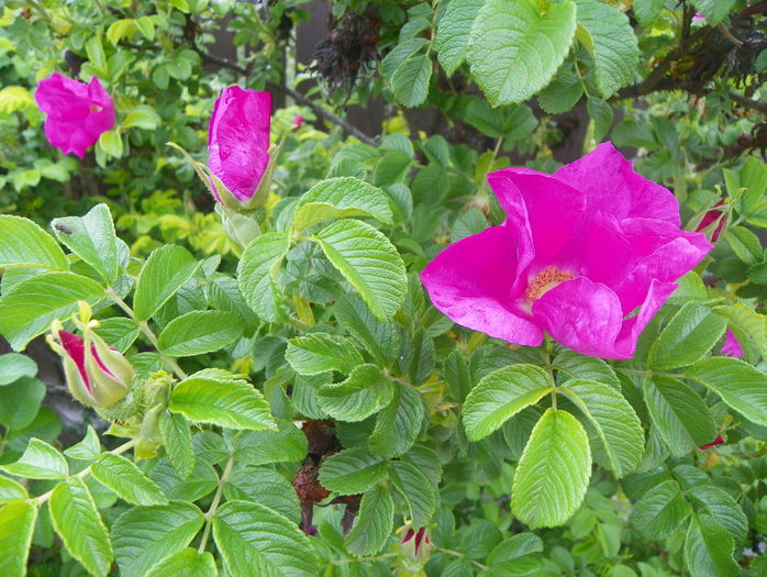 rosa rugosa - Trandafiri 2016 - 1