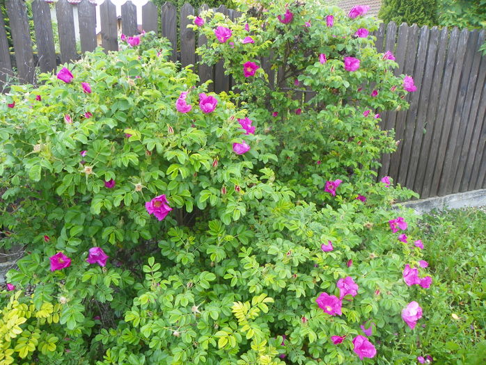 rosa rugosa - Trandafiri 2016 - 1