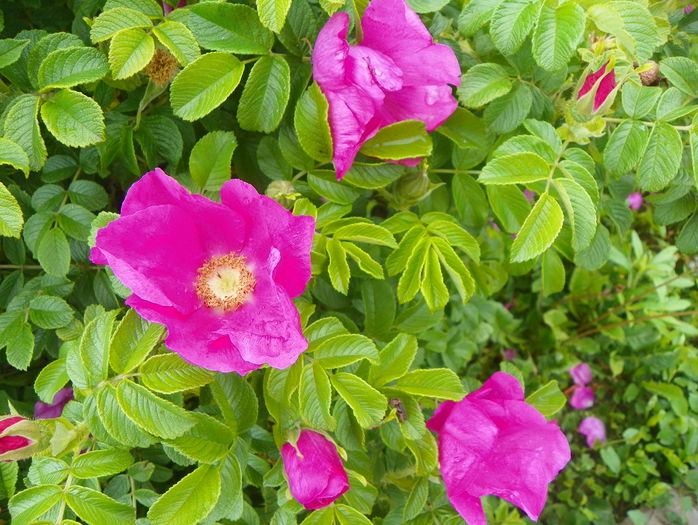 rosa rugosa - Trandafiri 2016 - 1