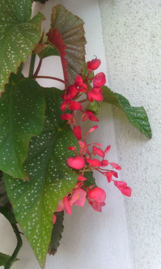 IMG_20160511_170907[1] - begonia lucernae