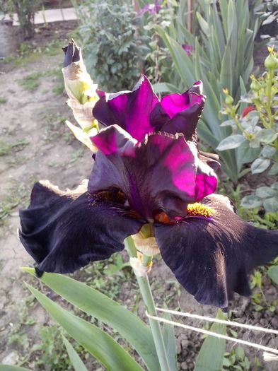 13221300_945921985554296_3276620911652698953_o