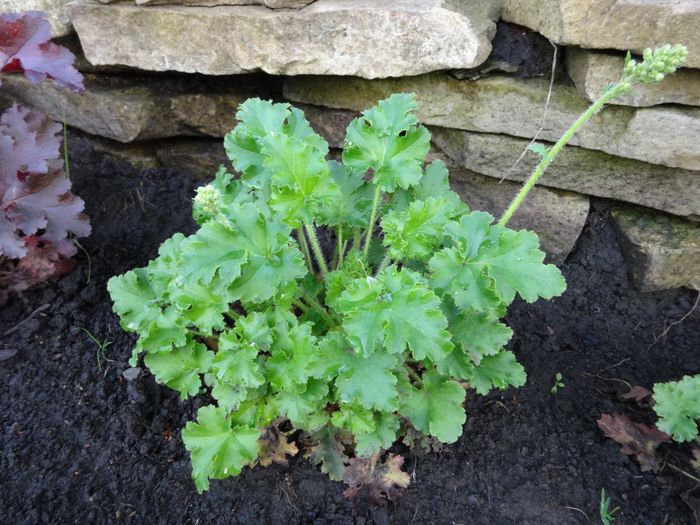 Heuchera Malachit - Heuchera si heucherella