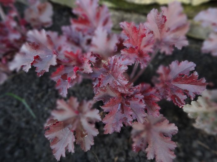 Heuchera Melting Fire - Heuchera si heucherella