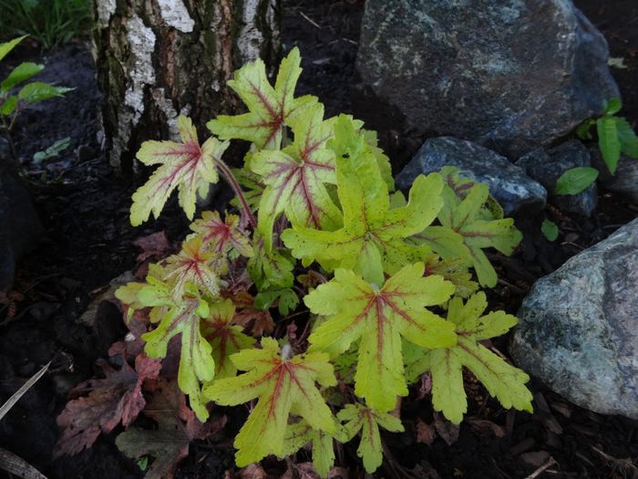 Heucerella Alabama Sunrise - Heuchera si heucherella