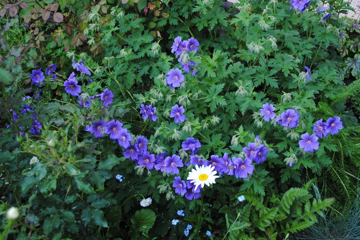 13 mai,geranium magnificum