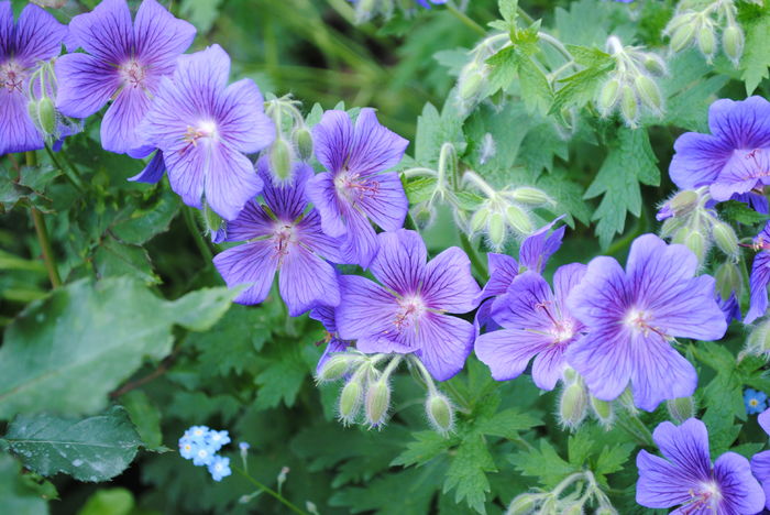 geranium magnificum