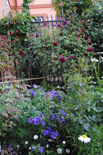 geranium magnificum+Munstead Wood