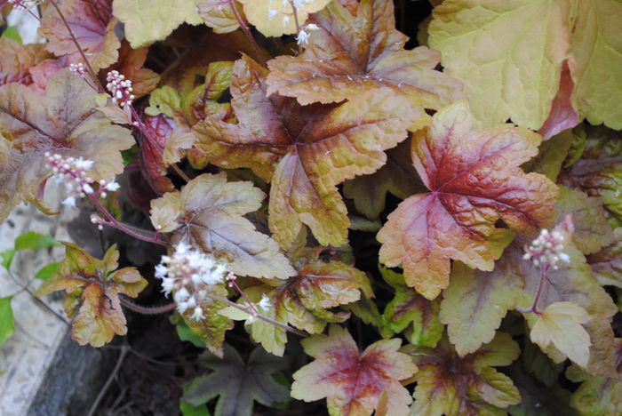 13 mai,heucherella brass lantern - 2016 heuchera heucherella brunnera