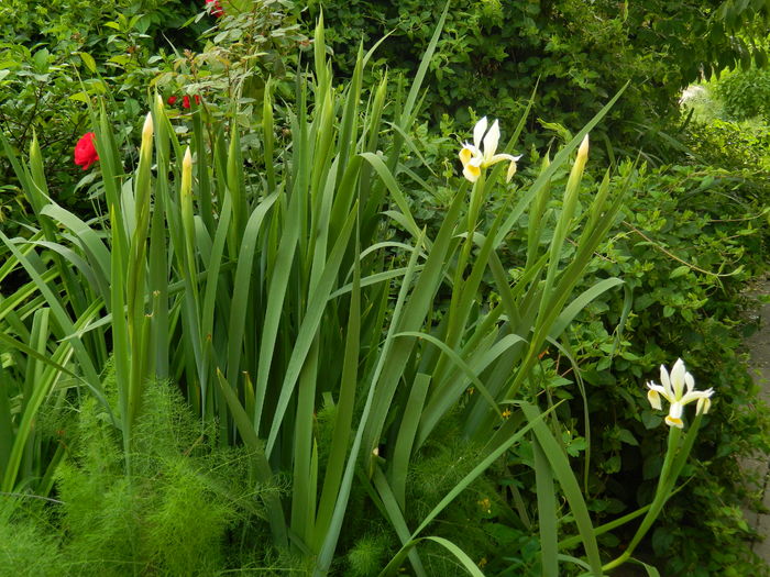 DSCN8327 - 2016 MAI_2