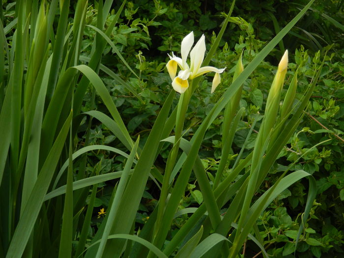 DSCN8328 - 2016 MAI_2