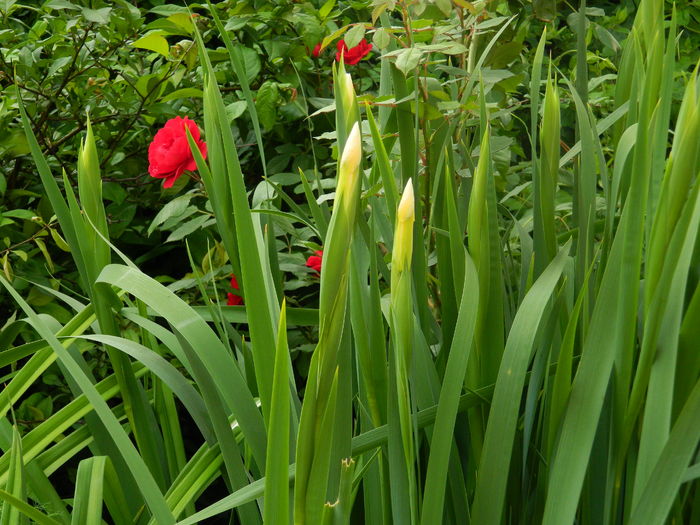DSCN8329 - 2016 MAI_2