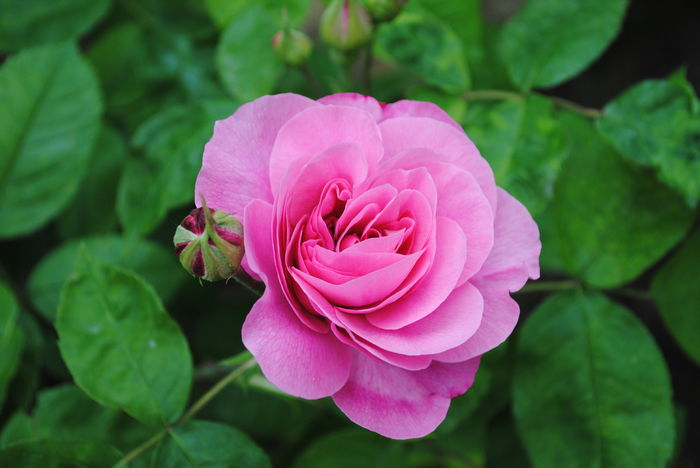 Gertrude Jekyll