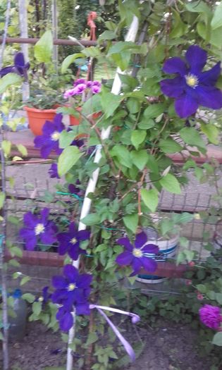 Warszawska nike - 1 clematis 2016