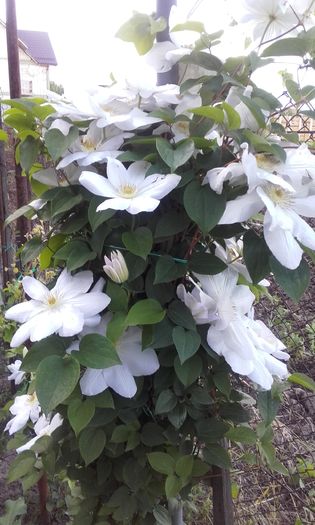 20160513_183433 - 1 clematis 2016