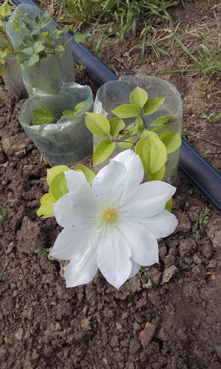 20160513_112155 - 1 clematis 2016