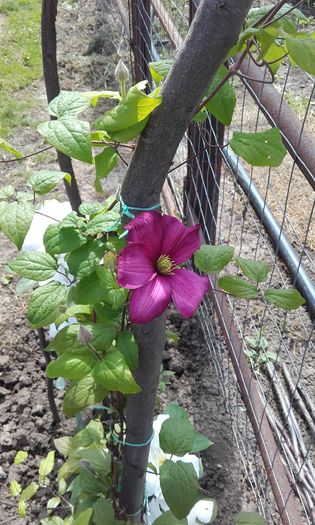 20160513_112103 - 1 clematis 2016